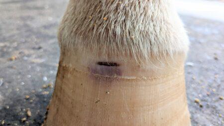horse hoof crack and bruise from gravel abscess