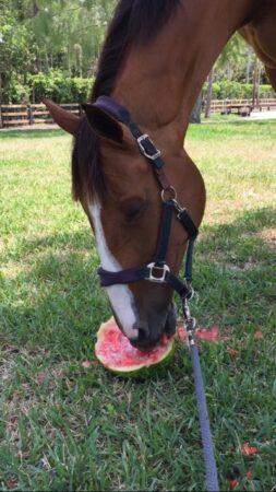 horse eating watermelon from the ground