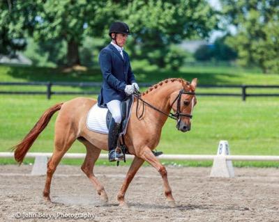 dressage horse in the show ring