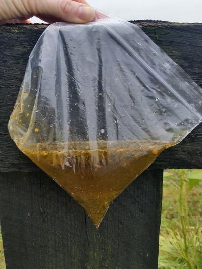 manure and water in a baggie looking for sand