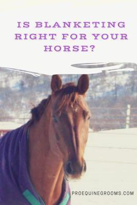 does your horse need a blanket