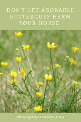 buttercups are toxic for horses