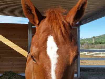 up close photo of a relaxed horse face with one ear cocked back