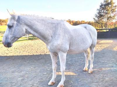 When to Clip Your Horse in the Fall - Pro Equine Grooms