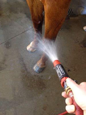 nozzle and hose rinsing off a horses front legs