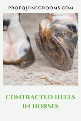 contracted heels in horses
