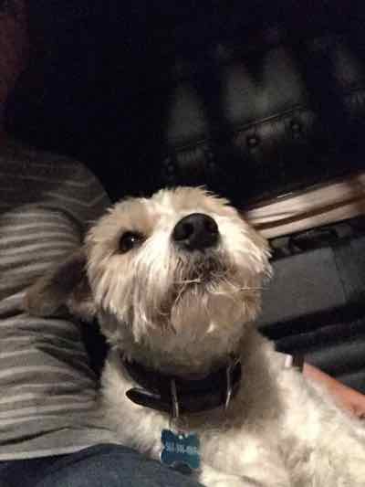 cute dog terrier in a car