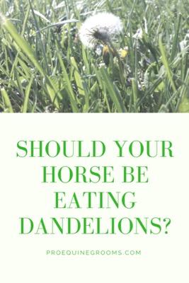 can horses eat dandelions