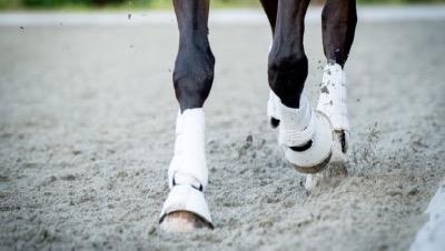 dressage horse legs in bell boots and sport boots