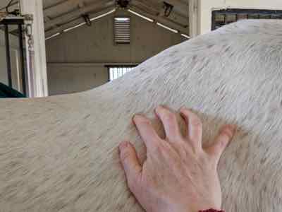 feeling your horse back with fingertips