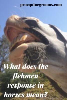 what does the flehmen response mean