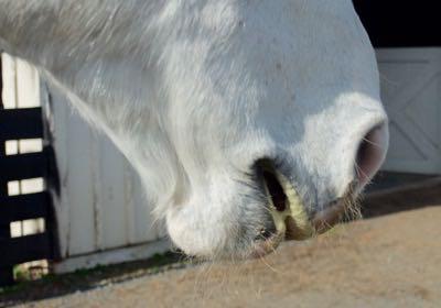 slightly foam lips of a a horse