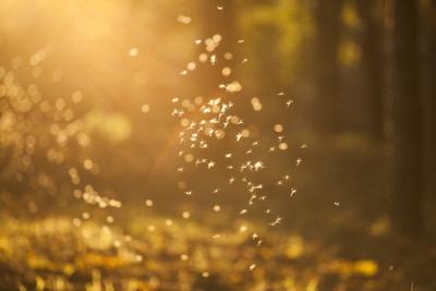 gnats in sunlight
