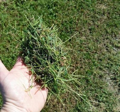 wet grass clippings in a hand