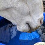 horse drinking fresh water from a blue bucket