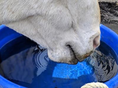horse drinking fresh water from a blue bucket