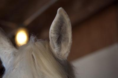 up close photo of horse ear and forelock