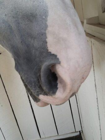 pink nose of a horse