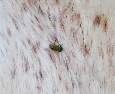 green head fly on a horse