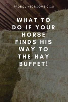horse overeats hay