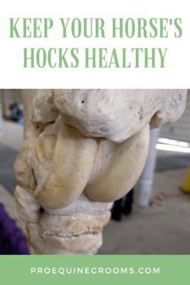 healthy hocks