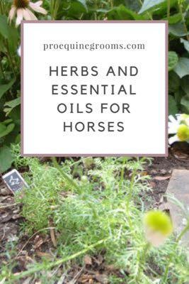 herbs and essential oils for horses