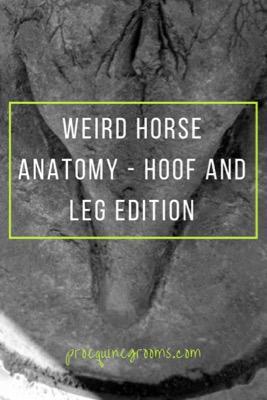 weird hoof and leg anatomy of the horse