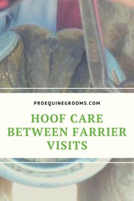 hoof care between farrier visits
