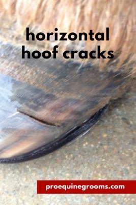 hoof cracks