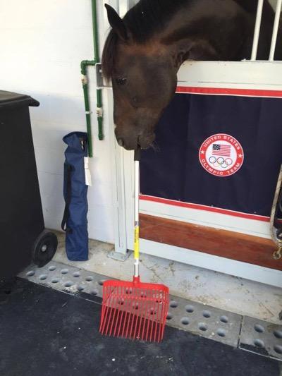 horse over stall door playing with manure fork