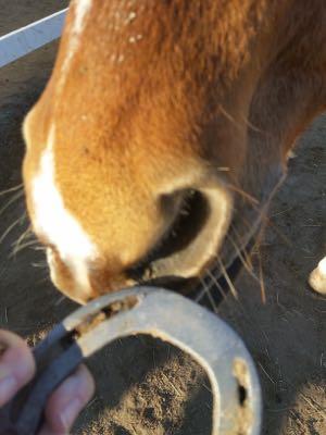 lost horseshoe found in field