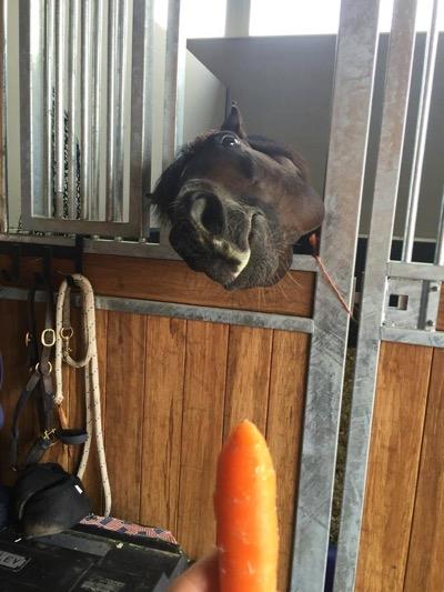 horse in stall twisting to reach a carrot