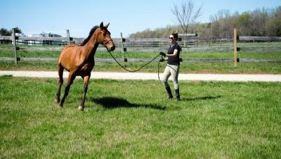 lungeing a horse in a small circle on the grass