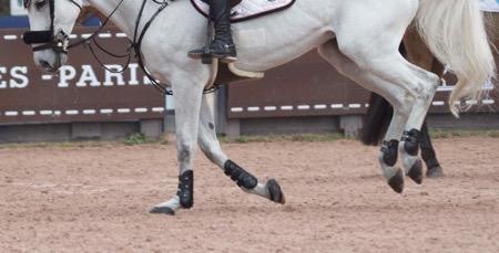horse legs cantering at a horse show