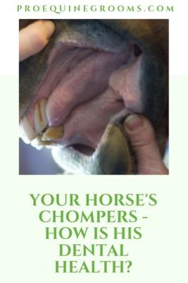 dental health for horses