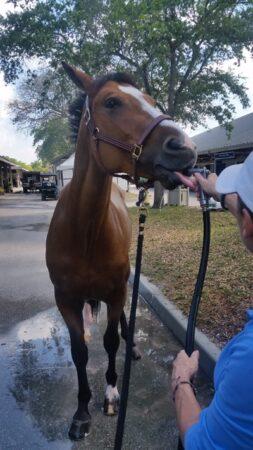 Tim gives a horse a drink from the hose