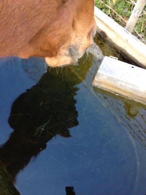 horse drinking from a water trough