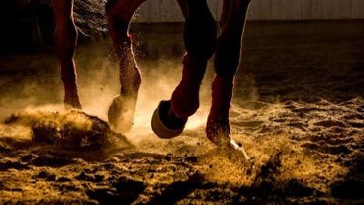 horse legs riding in dusty footing