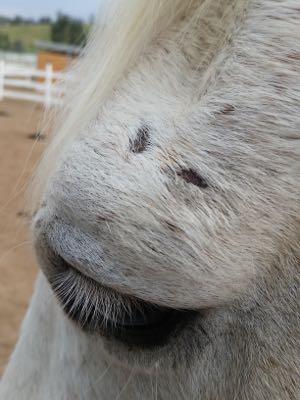 small scratches above a horse eye