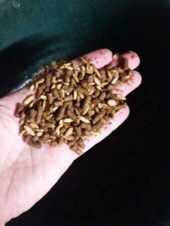 pellet horse feed in a palm