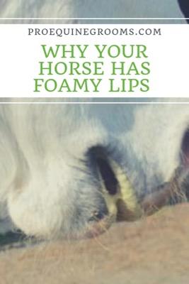what do foamy lips mean