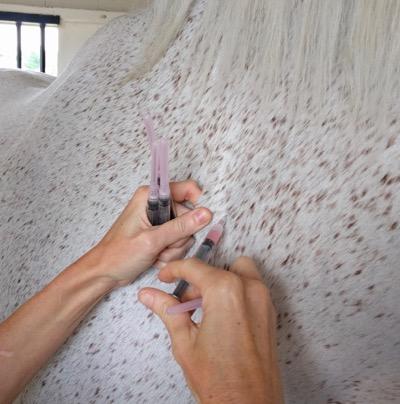 gray horse getting vaccinated in the neck