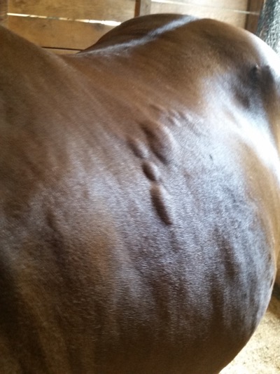 horse with large bug bits on her side