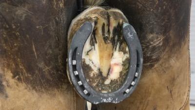 horseshoe on a hoof being held by a farrier