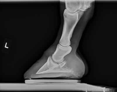 x ray of hoof and pastern