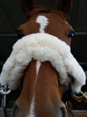 fuzzy noseband cover for horse halter