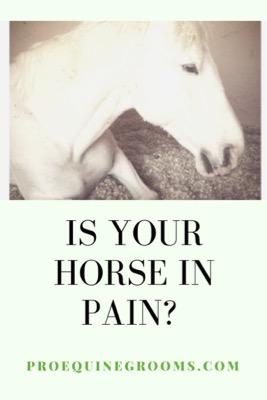 signs of pain in horses