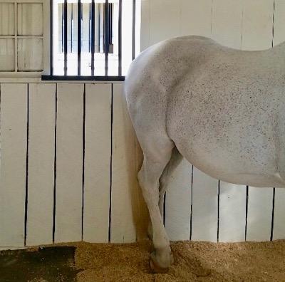 horse resting in stall with hind leg cocked