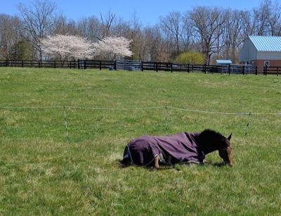 horse in purple blanket laying down in the field