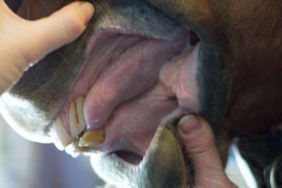 bars and tongue of a horse's mouth